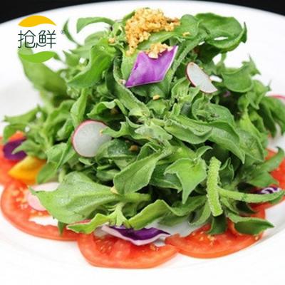 新鮮頭茬非洲冰草冰菜